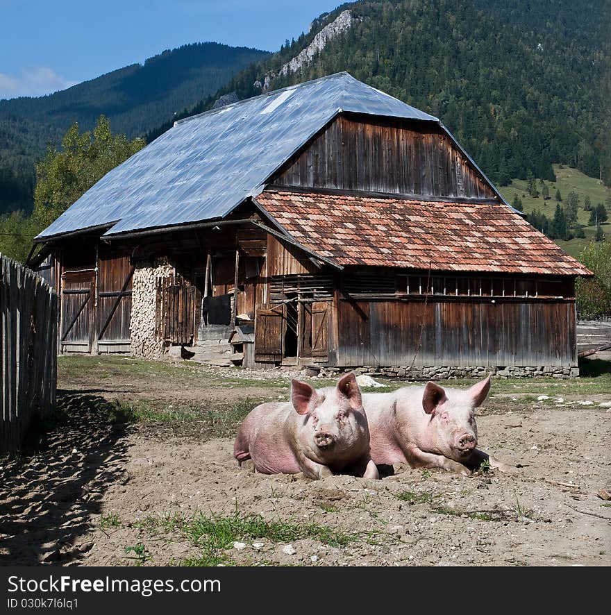 Pigs laying on the ground of a typical transylvanian mountain farmhouse.