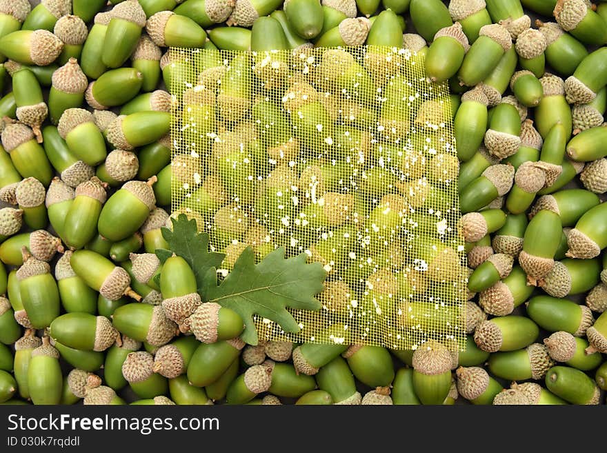 Decorative background with fresh green shiny acorns