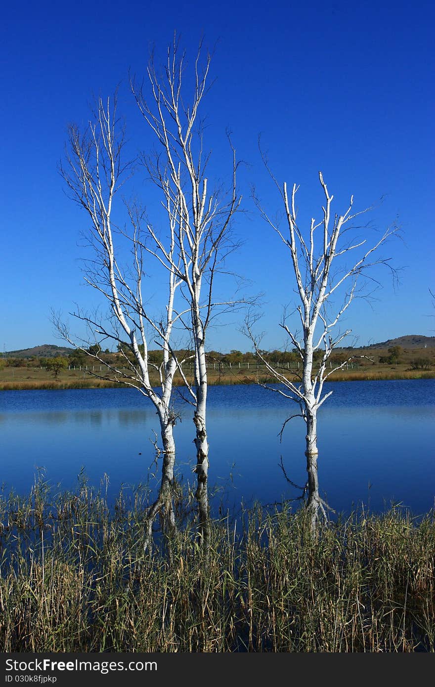 The white trees in the blue sky