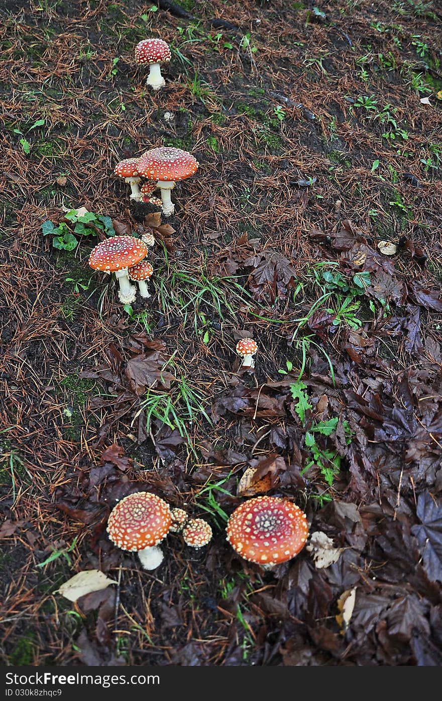 Colorful autumn mushrooms on a hillside