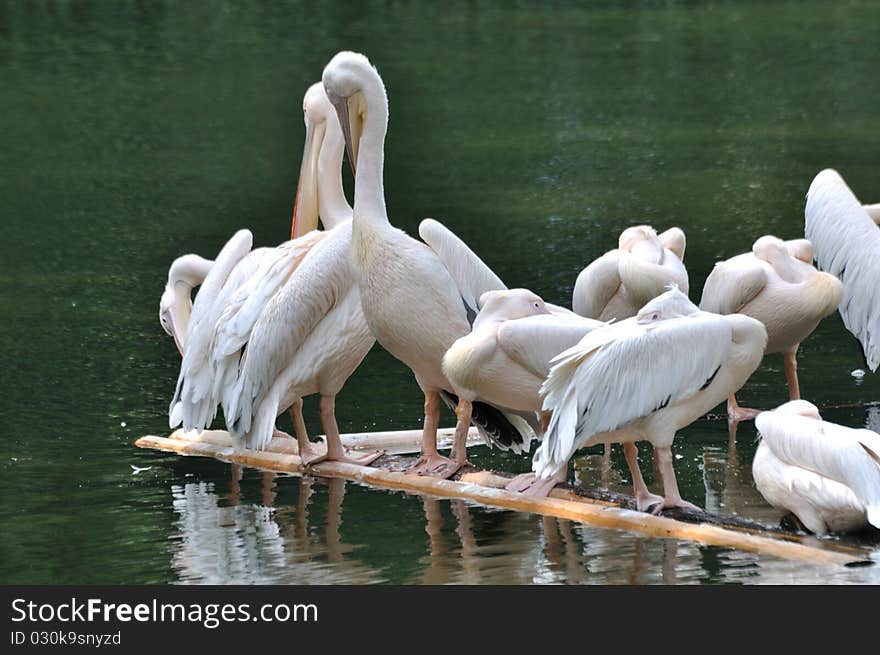 Pelicans rest on lake