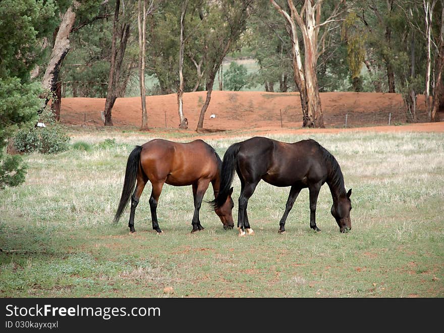 A couple of horses eating grass in paddock. A couple of horses eating grass in paddock