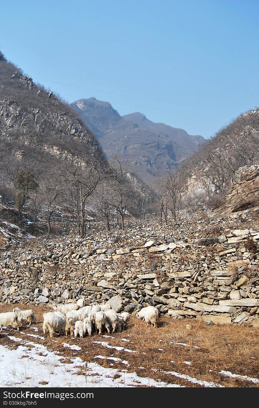 Mountains and sheeps