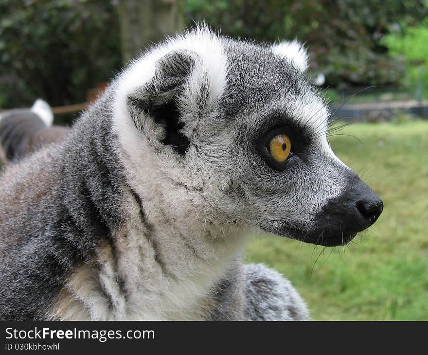 Lemur close-up