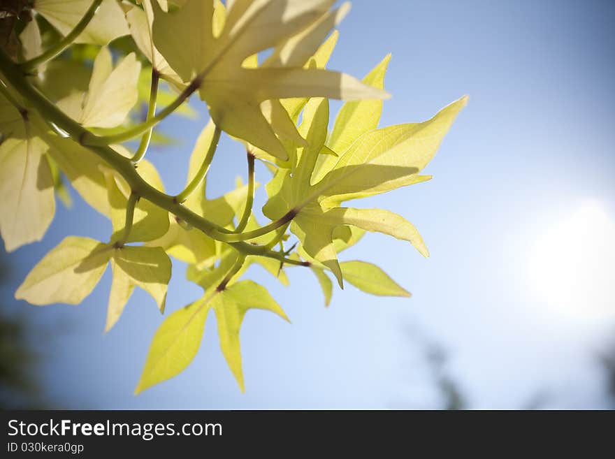 Horizontal image of leaves on a tree back lit by the sun. Horizontal image of leaves on a tree back lit by the sun