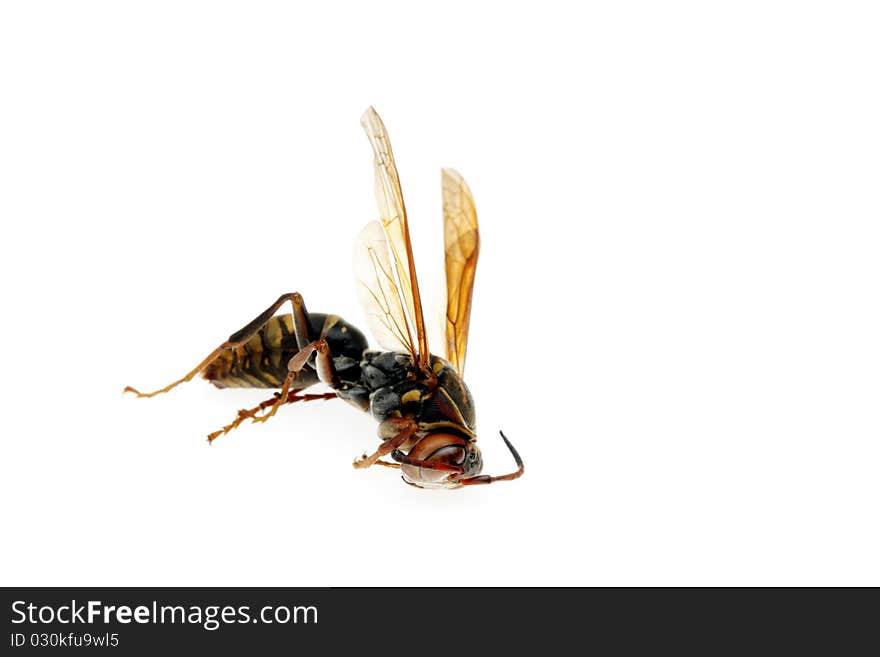 Dead wasp isolated on white background