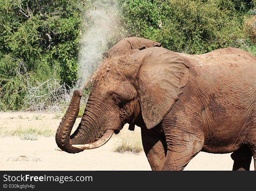 Elephant spraying water over himself to cool and wash himself. Elephant spraying water over himself to cool and wash himself.