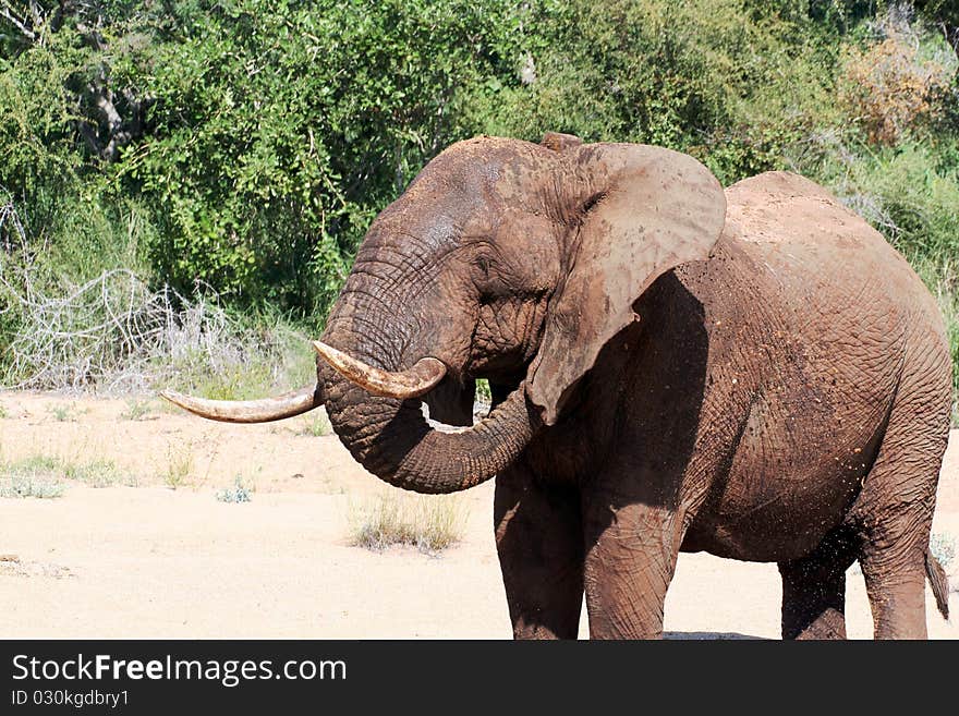 Elephant Scratching