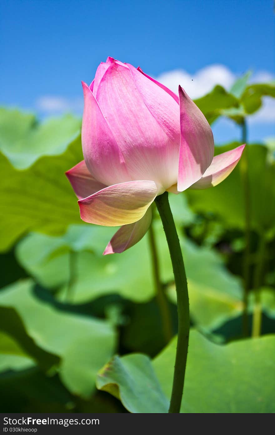 A lotus on a pond, in xianghe. A lotus on a pond, in xianghe