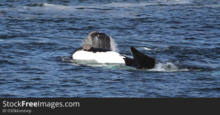 2 southern right whales, one with a black chin and the other with a very rare white chin.,Hermanus,South Africa.