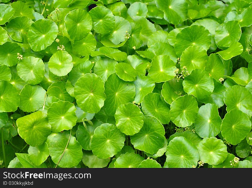 The green pennywort plant for natural background