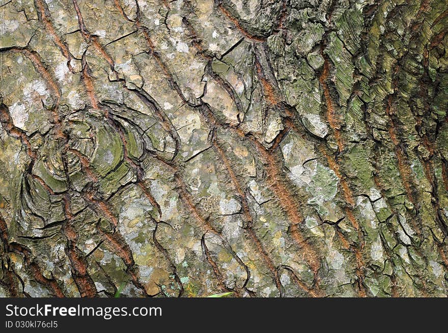 The texture of tree brak and wood ring. The texture of tree brak and wood ring