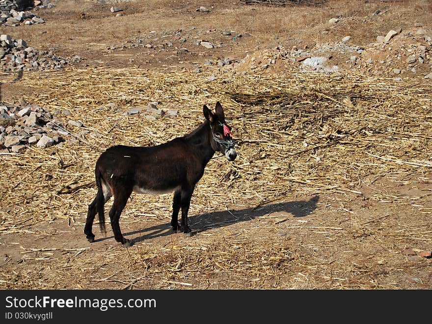 A donkey stood on the ground