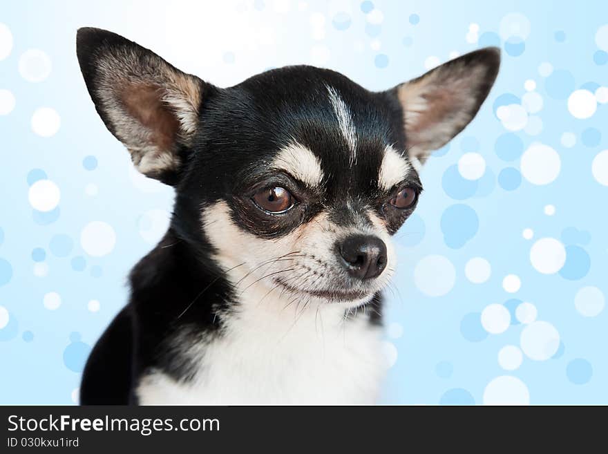 Cute Chihuahua on background