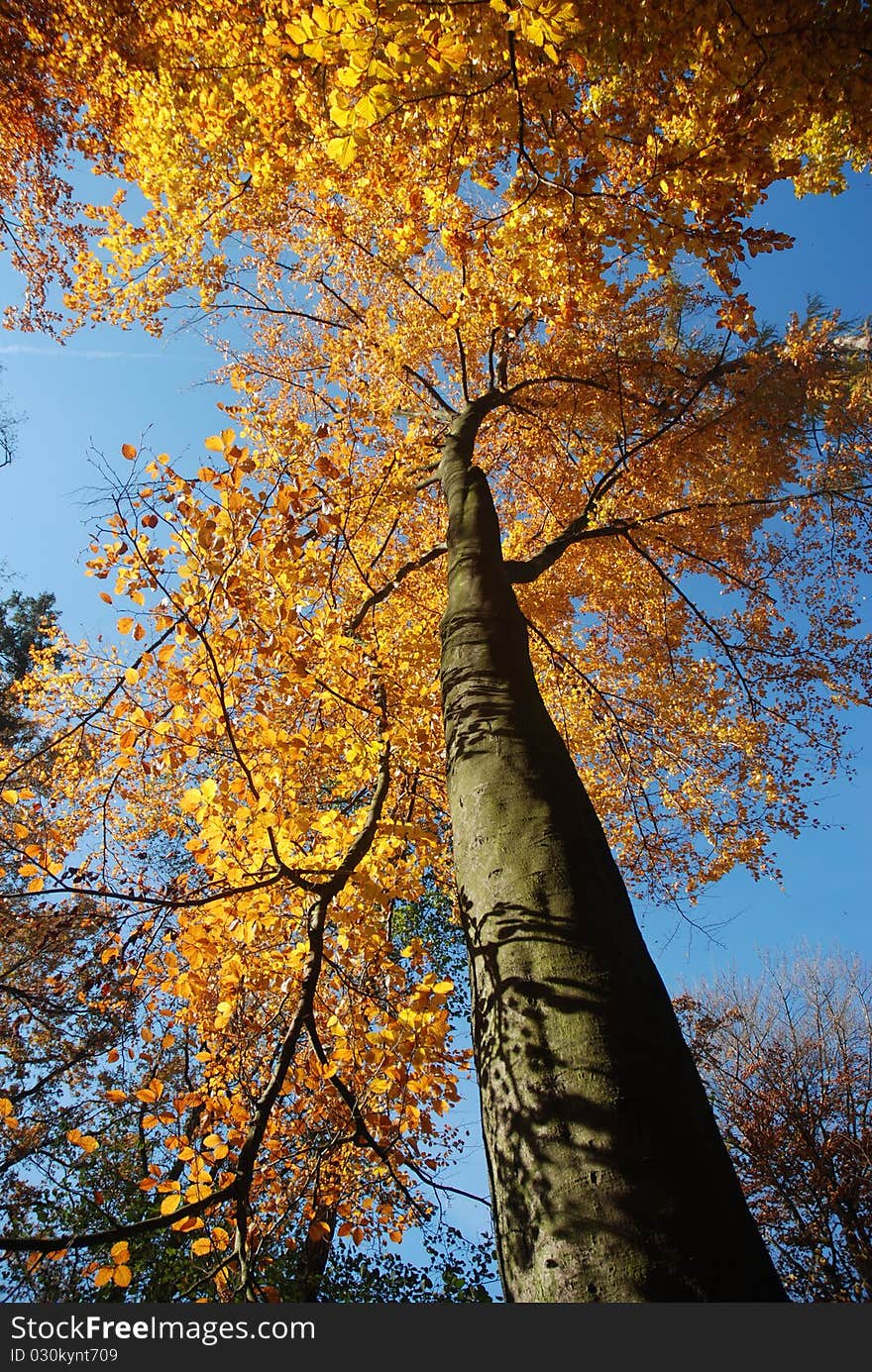 Autumn trees with blue sky.