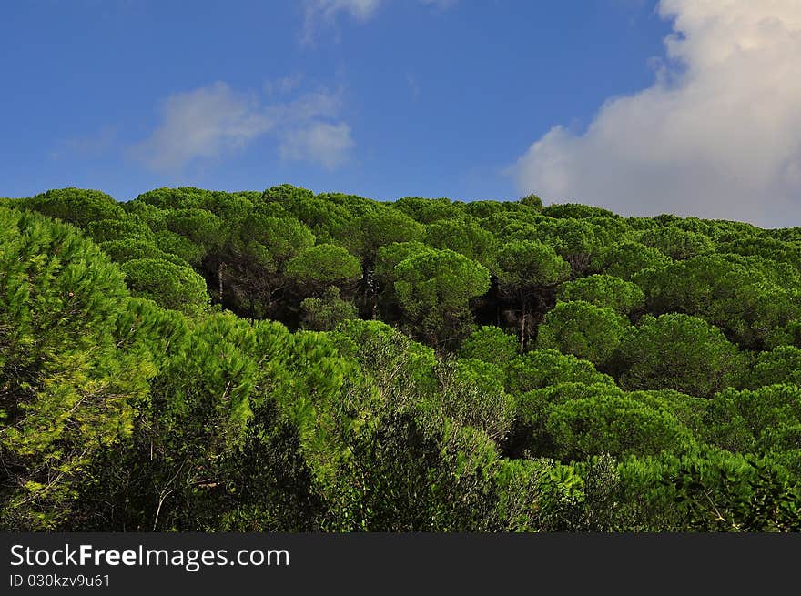 Forest landscape in the heart of Lisbon in the Park. Forest landscape in the heart of Lisbon in the Park