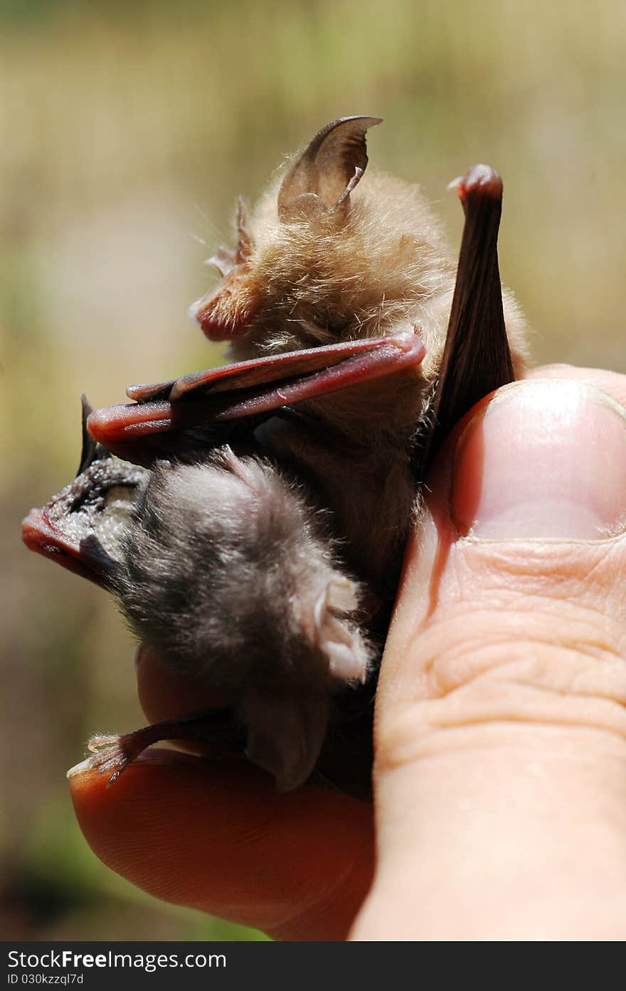 Bat with child, close-up image