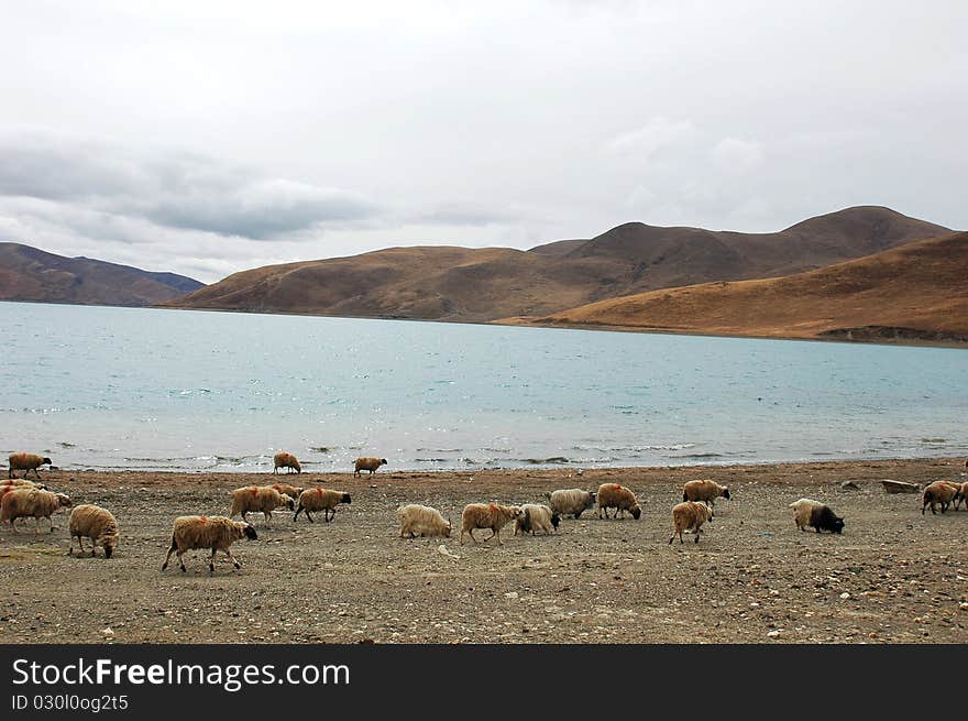 Scenery of sheep by a lake,view in Tibet. Scenery of sheep by a lake,view in Tibet