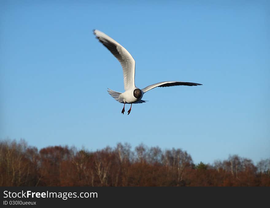 Seagull in flight against an unflawed sky