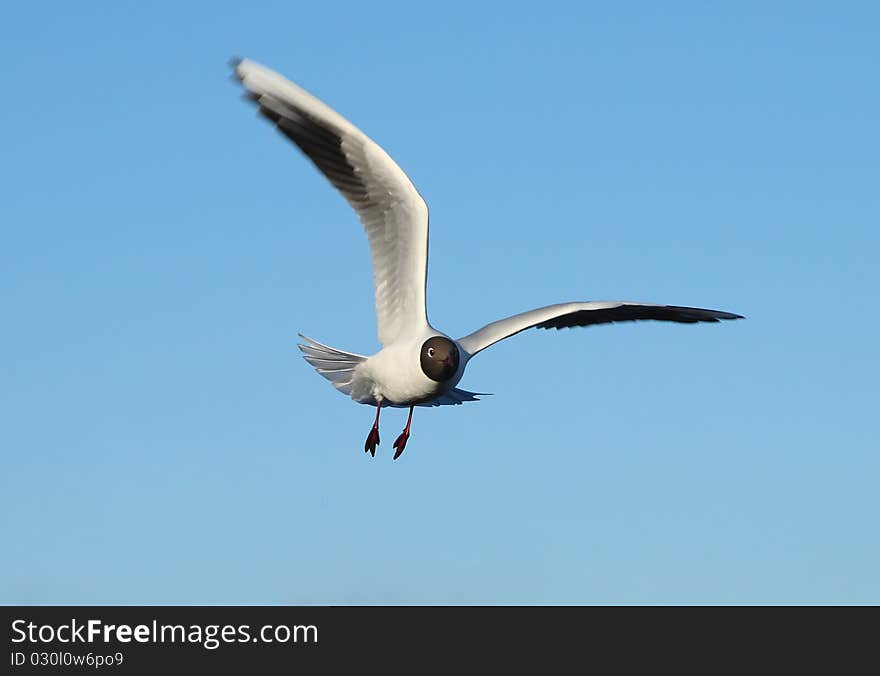 Seagull in flight against an unflawed sky