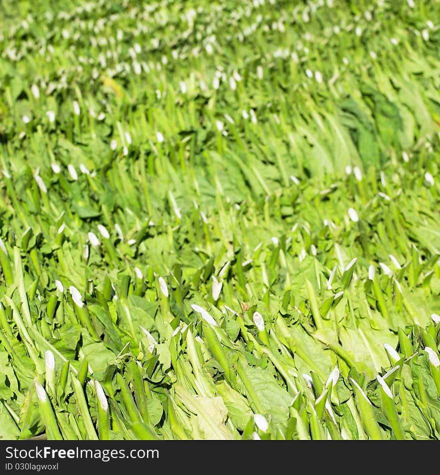 Tobacco harvest