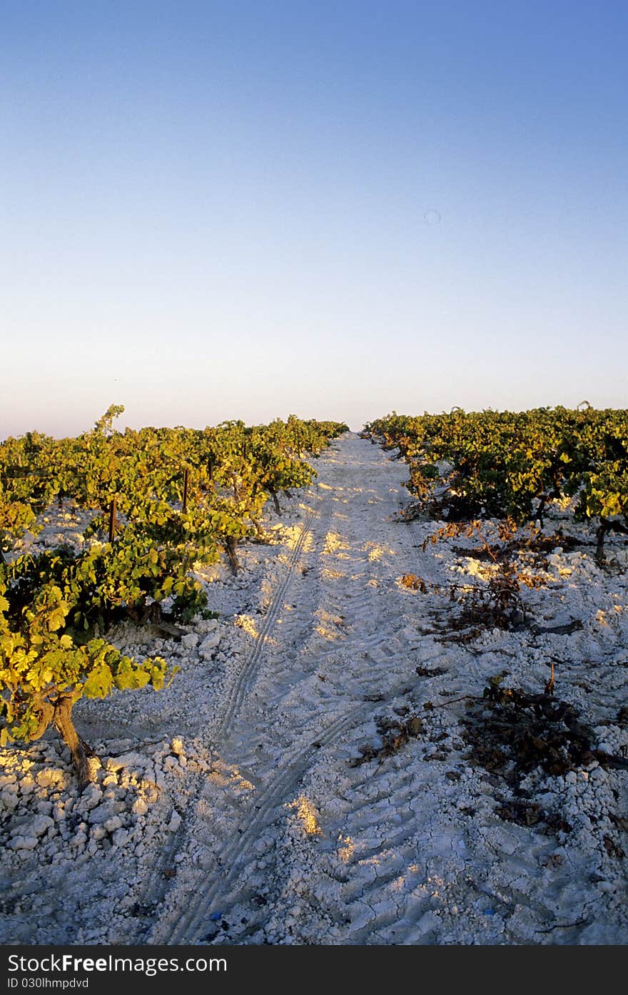 Rows of wine on white sandy ground.