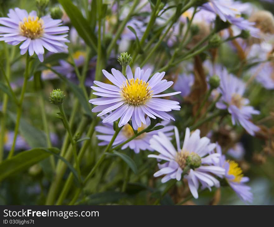 Lilac flower