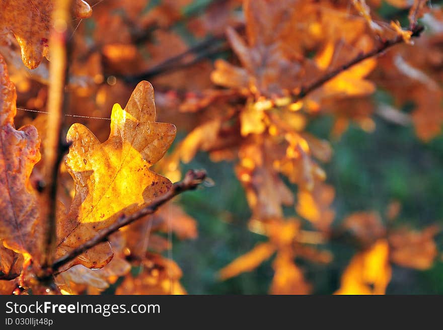 Golden Oak Leaves On