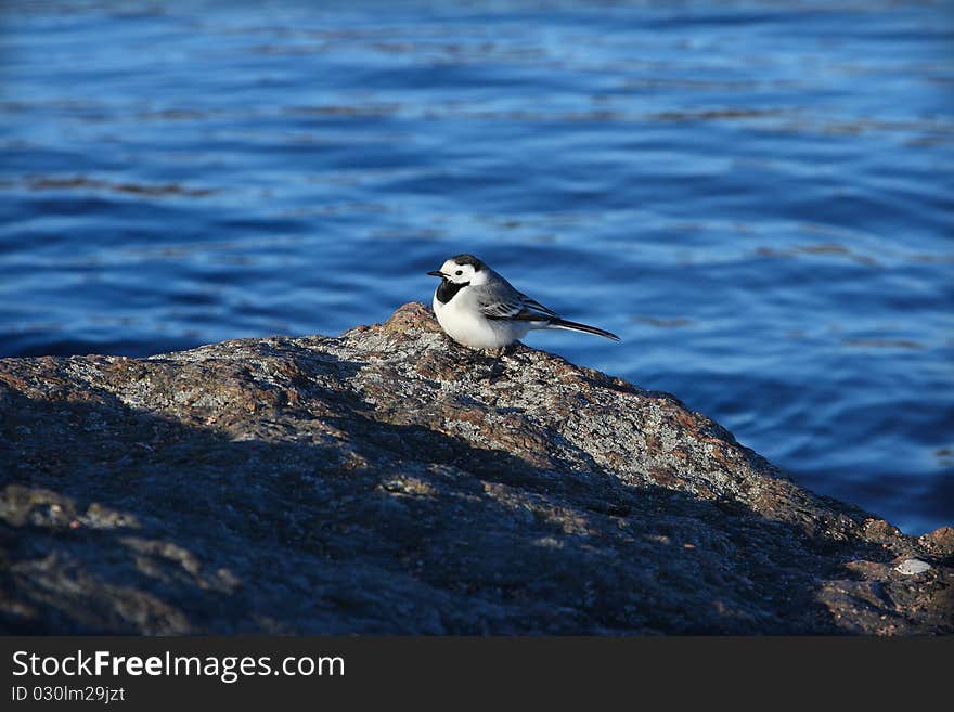 The wagtail sits on a stone, against sea water. The wagtail sits on a stone, against sea water