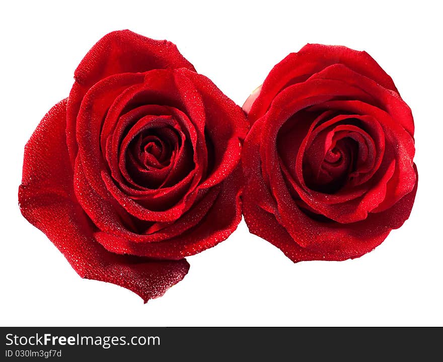 Two roses isolated on white. very shallow depth of field. Two roses isolated on white. very shallow depth of field