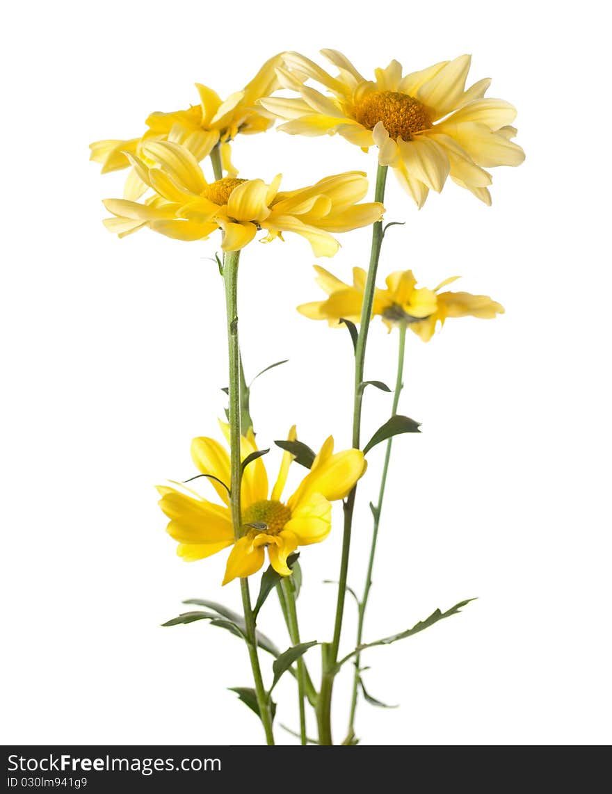 Daisy flowers isolated on white background. Daisy flowers isolated on white background