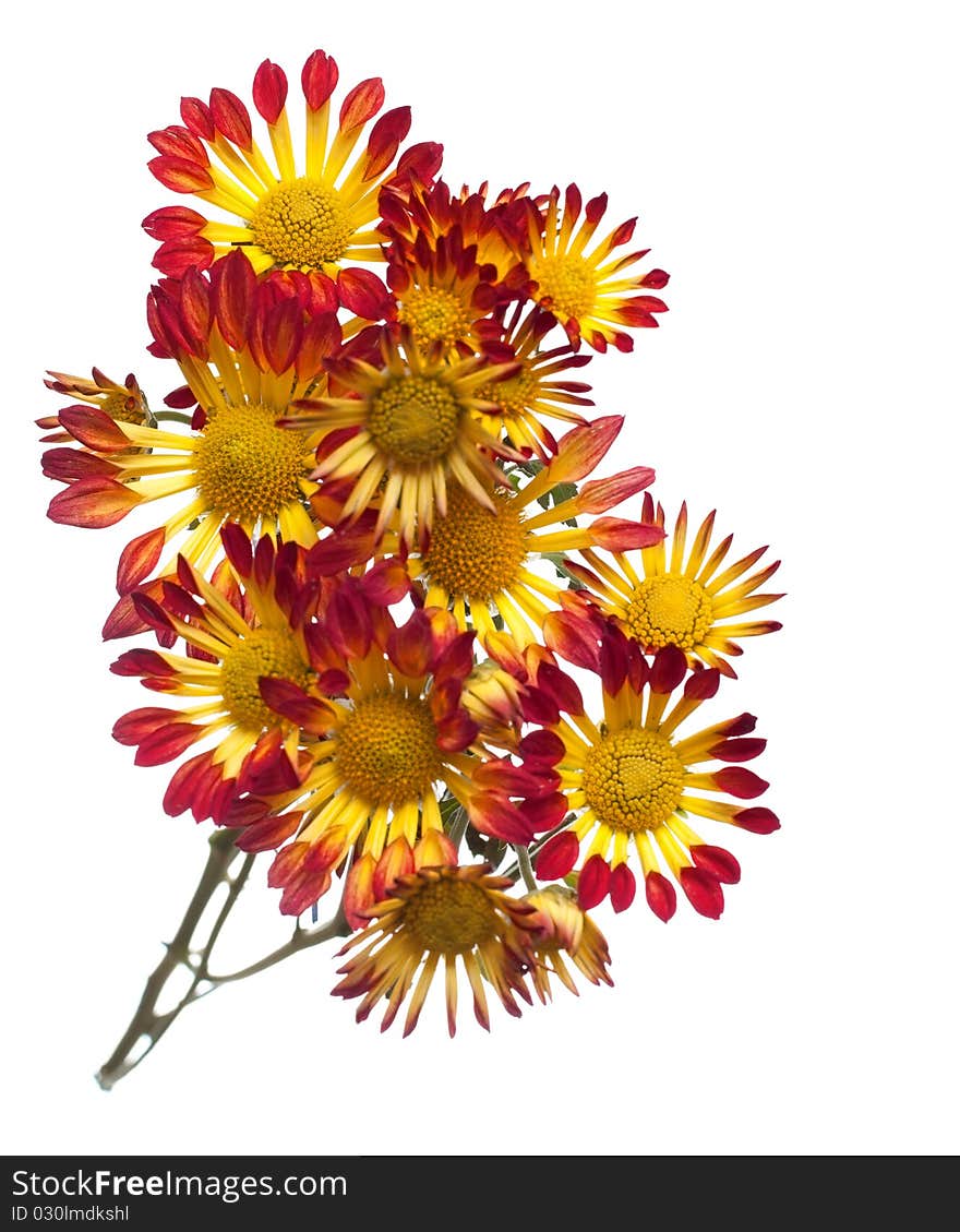 Chrysanthemum