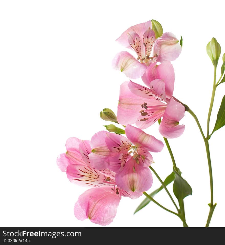 Alstroemeria flowers isolated on white background.