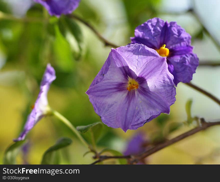 Violet flowers presenting the end of fall and start of winter in Lebanon. Violet flowers presenting the end of fall and start of winter in Lebanon