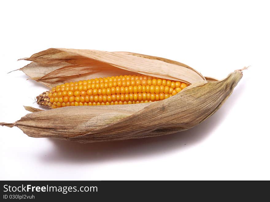 An ear of ripe corn on white ground