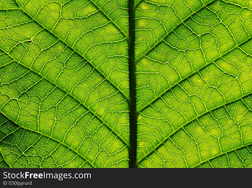 Leaf of a plant close up. Leaf of a plant close up