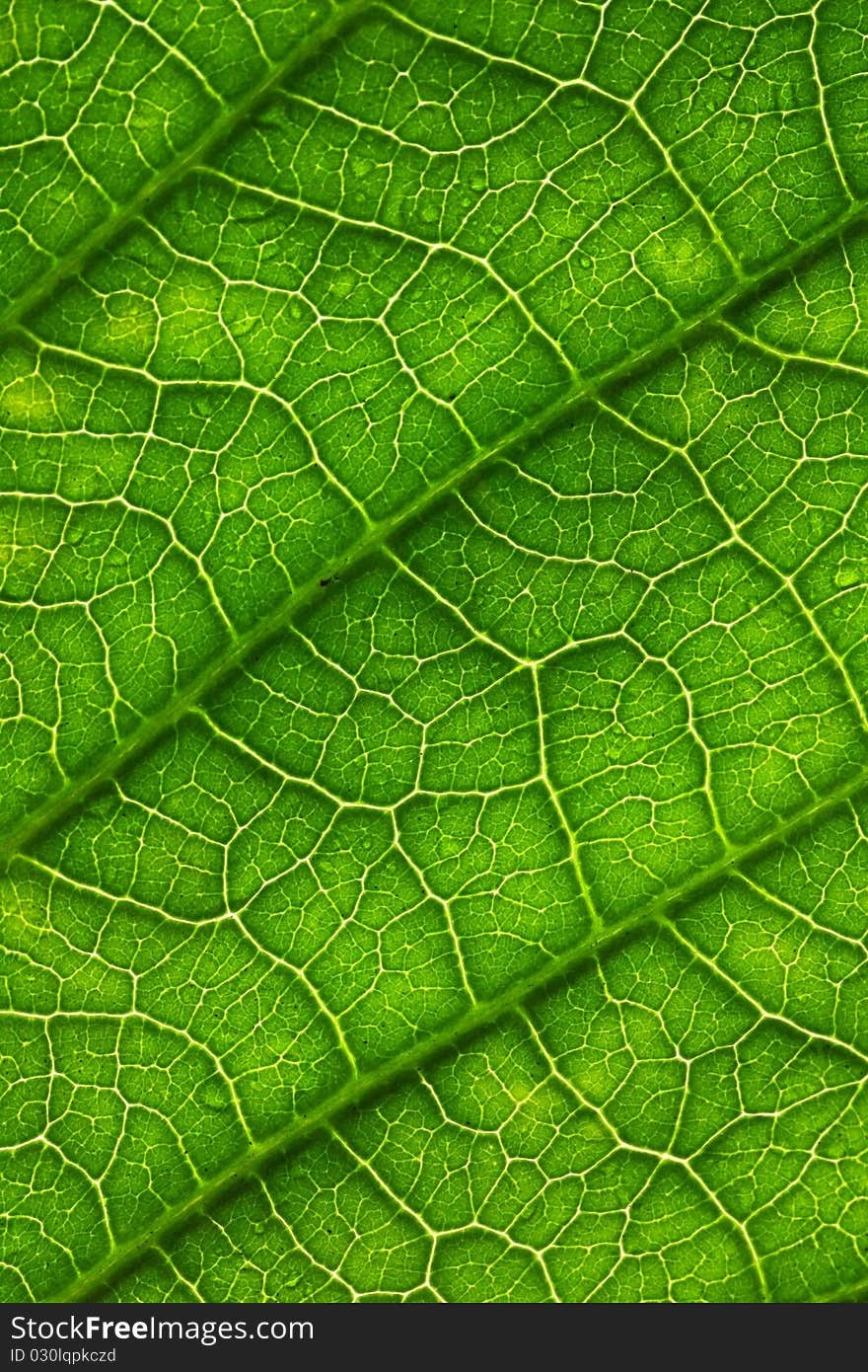 Leaf of a plant close up. Leaf of a plant close up