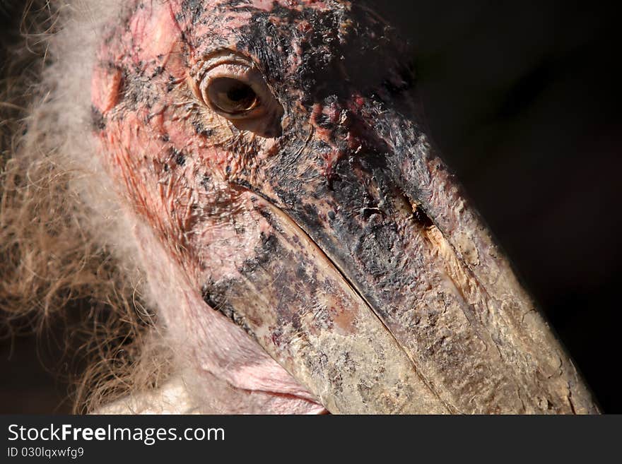 Profile portrait of a Marabou Stork, also known as the undertaker bird. Profile portrait of a Marabou Stork, also known as the undertaker bird.