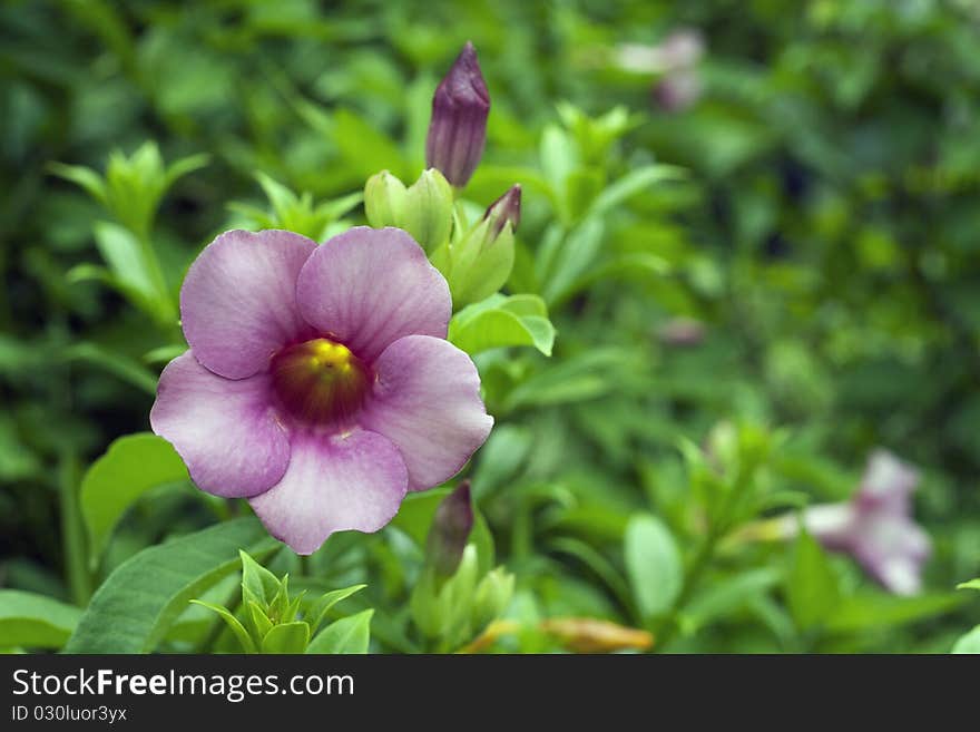 Allamanda Flowers