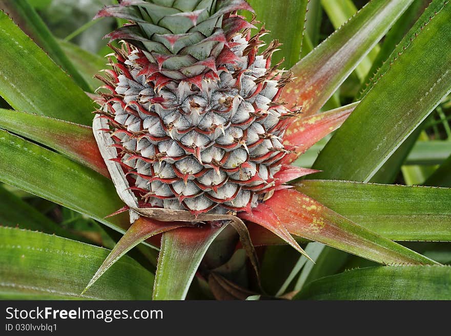 Close up of Young Pineapple