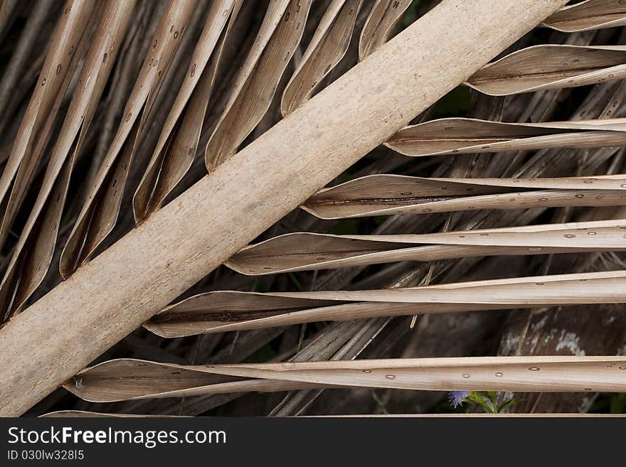 Close up of Old Coconut Leaf