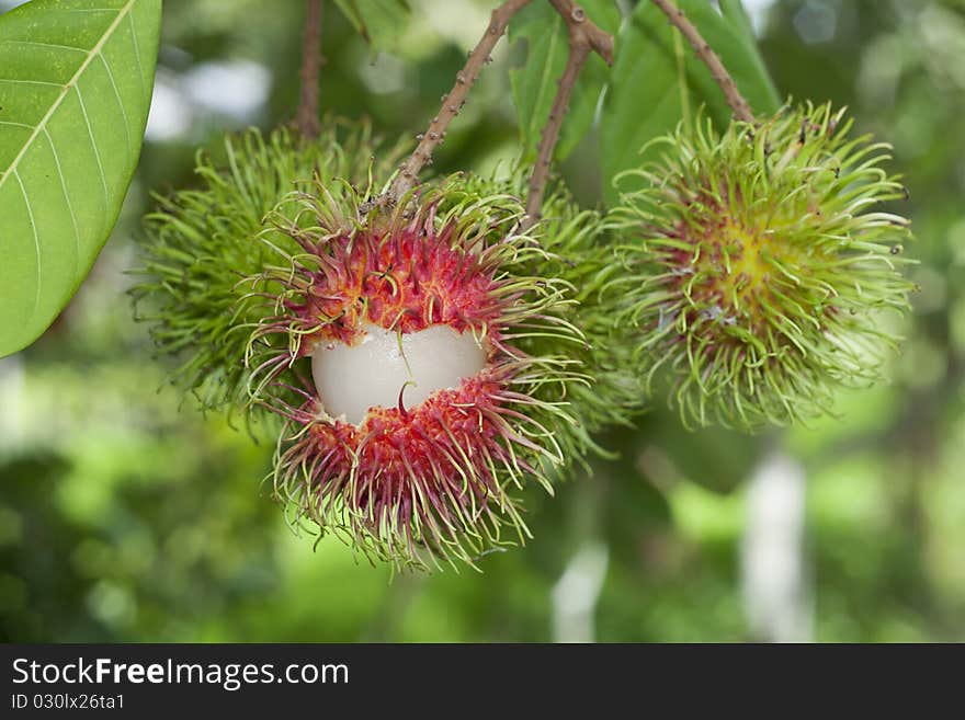 Rambutan Fruits