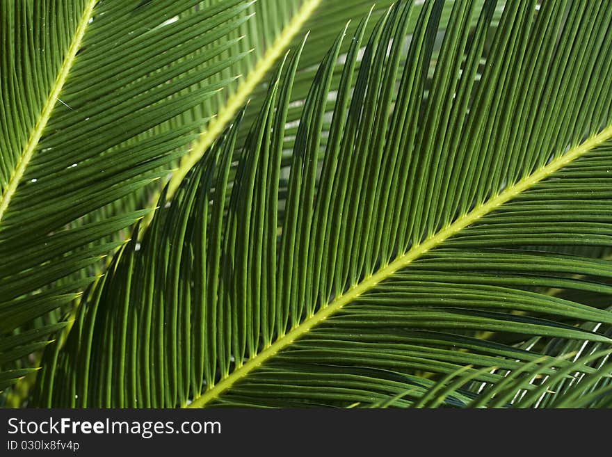 Close up of Green Leaves Background