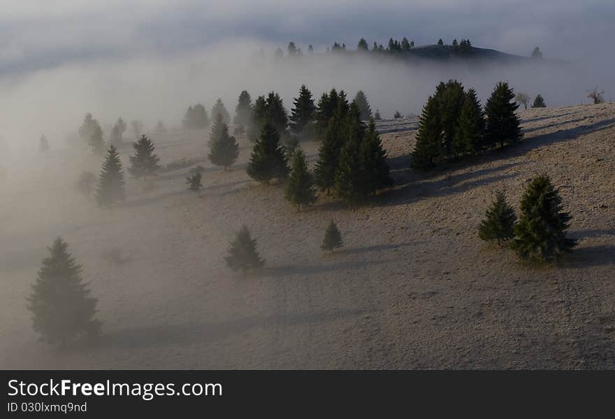 Misty forest in the transylvanian mountains, picture taken on Easter morning 2010