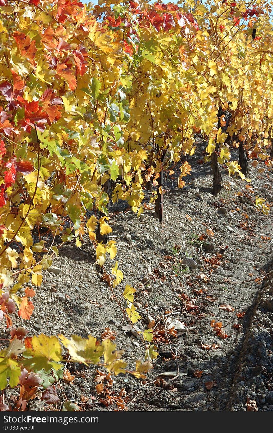 Fall vineyard in Crimea,Ukraine. Fall vineyard in Crimea,Ukraine