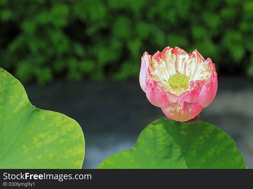 Pink Water Lily on green background. Pink Water Lily on green background