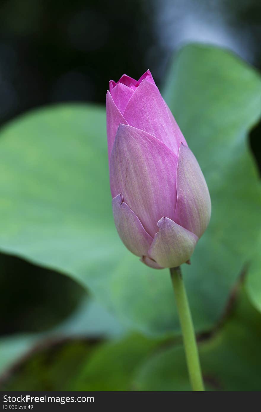 Close up of Pink Lotus Bud