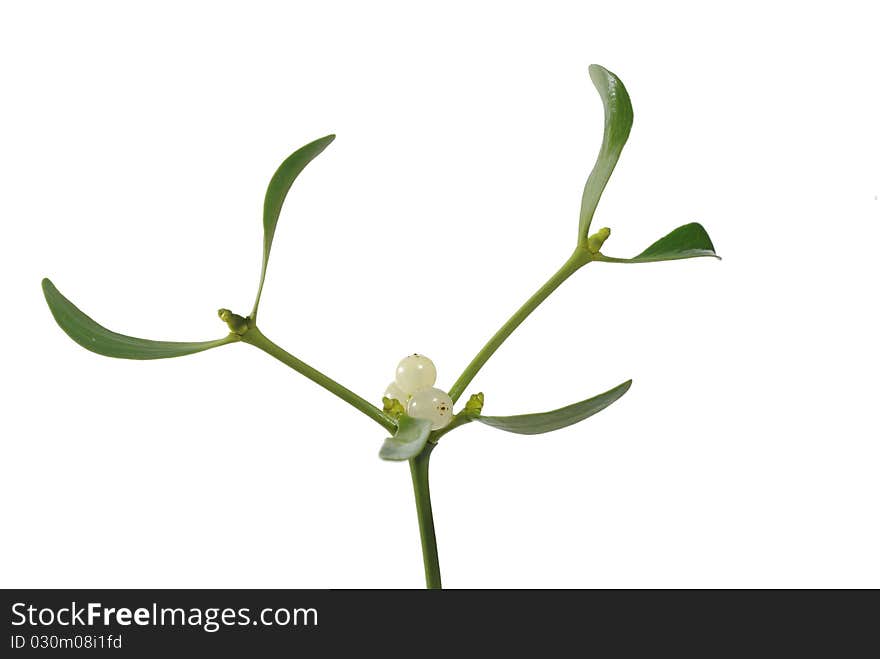 Mistletoe on white background