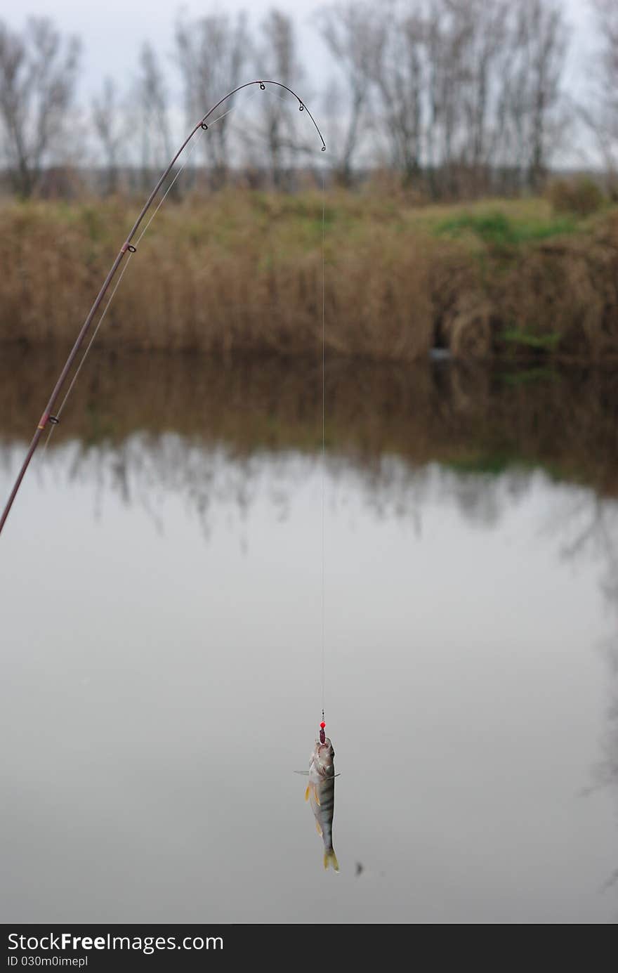 The perch on fishing-rod on background of water