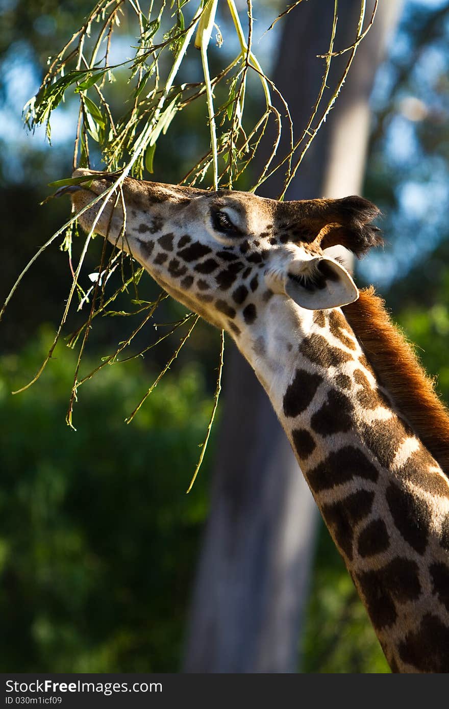 Giraffe feeding on branches at the zoo